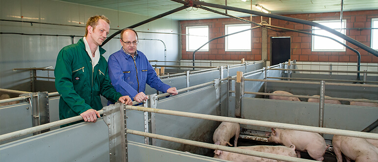 Beratung im Schweinestall